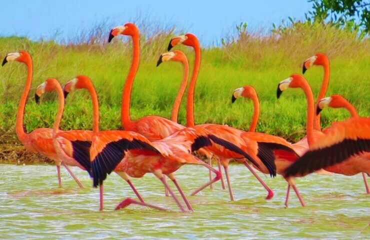 Las Coloradas y rio lagartos